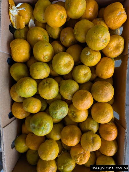 One of many boxes of Emperor Mandarins harvested from one staff members tree