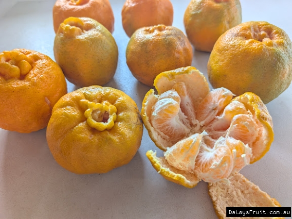 Green Pigeon mandarin with the loose skin peeled away