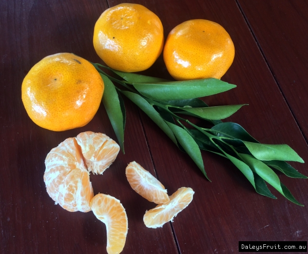 Imperial Mandarin