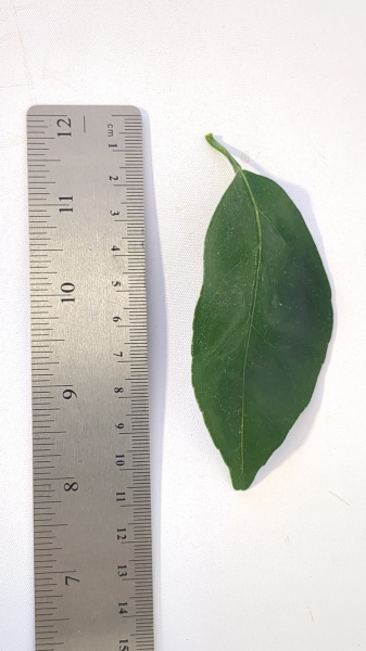 Leaf of the Mandarin - Pixie
