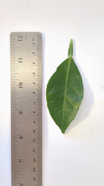 Leaf of the Mandarin - Shiranui