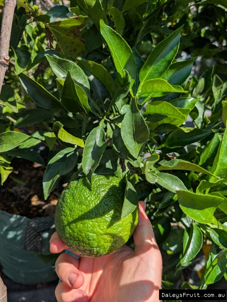 Unripe Shiranui Mandarin developing on healthy green branch