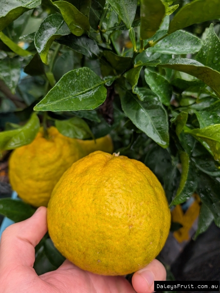 massive ripening fruit on Shiranui Mandarin trees