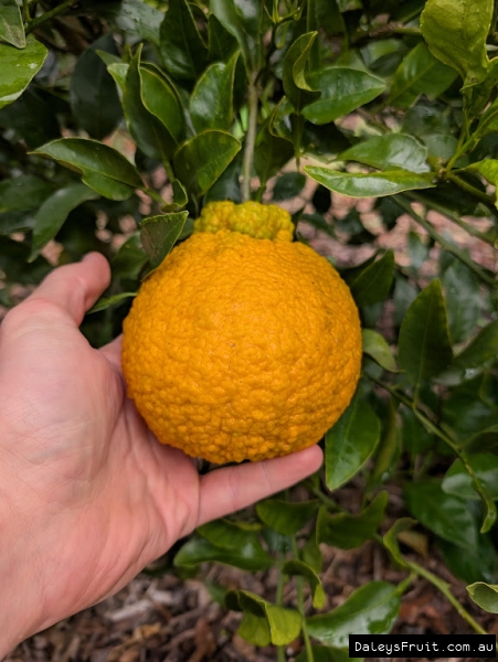 Shiranui ripening well on the stock trees