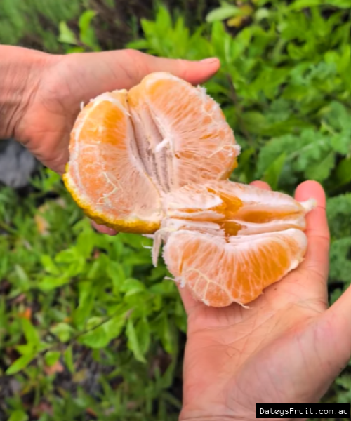 Easy peel large fruit of a Shiranui Mandarin