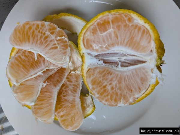 Peeled Shiranui displayed to show size