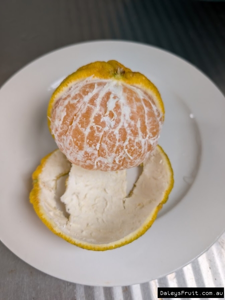 Peeled Shiranui displayed to show size