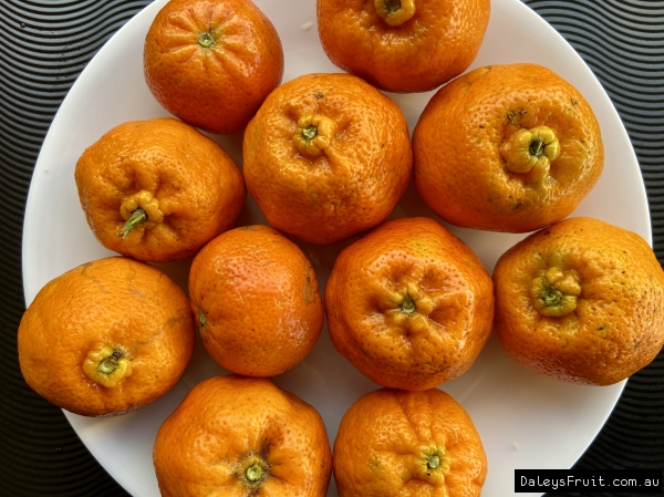 Lots of different mandarins picked in Kyogle NSW Australia