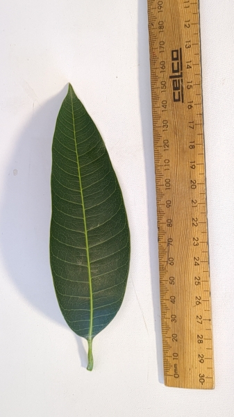 Leaf of the Mango - Brooks Late