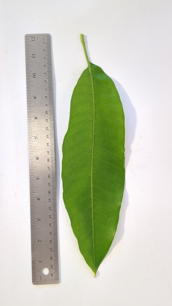 Leaf of the Mango - Carabao