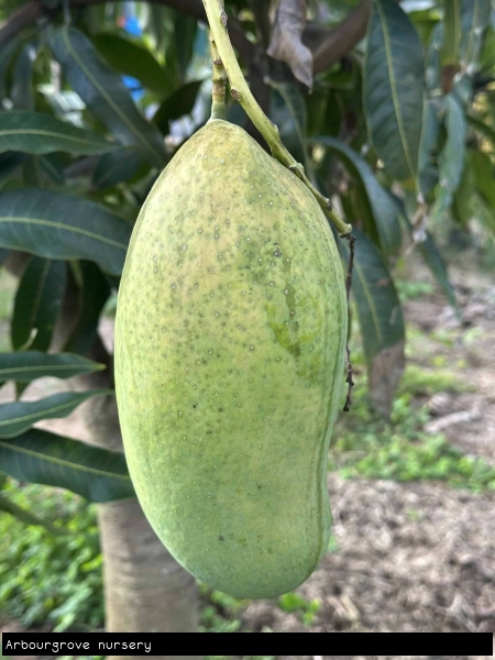 Ripening Harumanis Mango hanging from tree