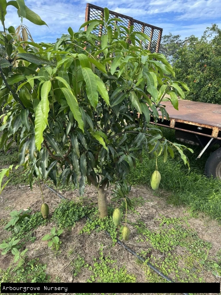 Ripening Harumanis Mangos hanging from tree