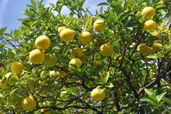 Citrus ichangensis