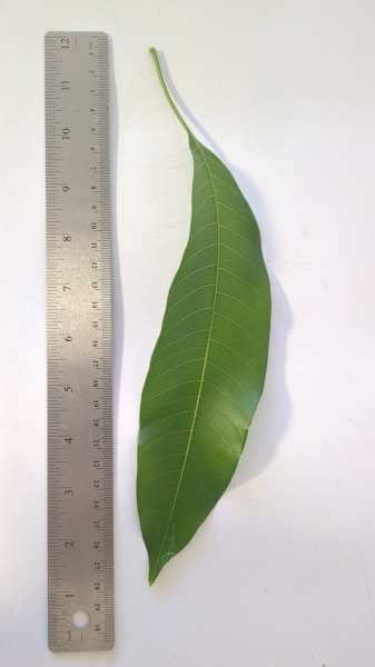 Leaf of the Mango - Osteen
