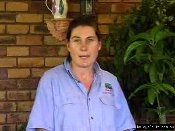 Grafting a Mango Tree