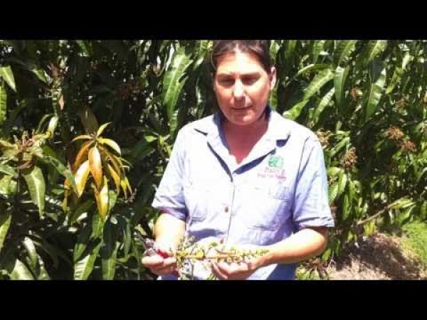 Mano Tree flower formation and the care of your tree YouTube