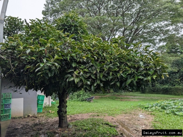 Mature tree form of Purple Mangosteen