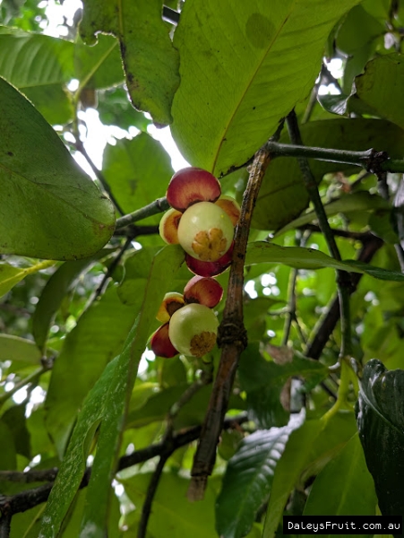 Purple Mangosteen flowers developing amidst foliage