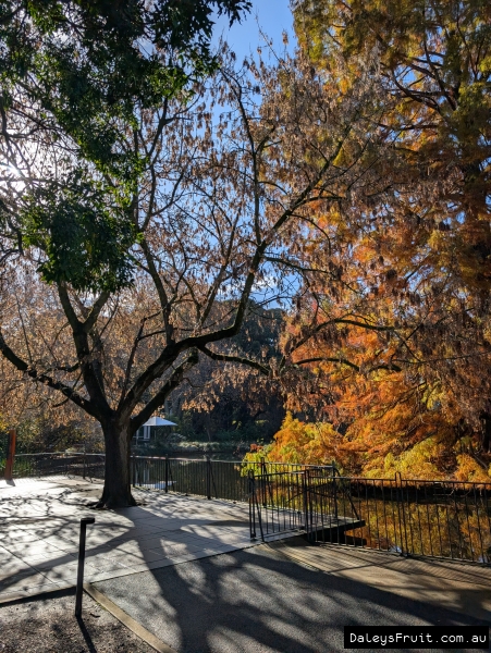 Deciduous but dripping with Maple keys, a stunning feature in Adelaide gardens