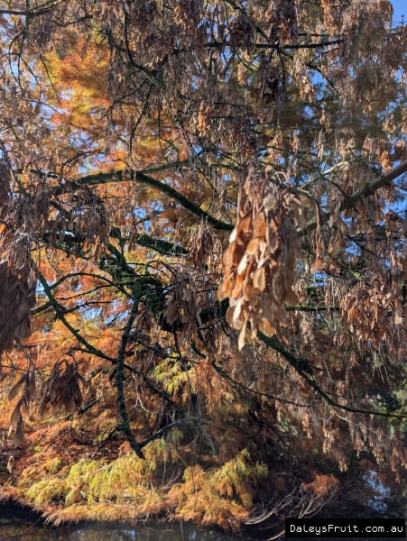 Close up of hanging maple key seeds on box elder