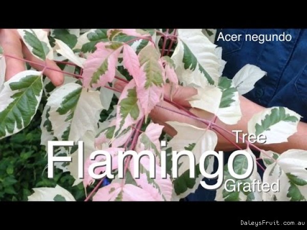Flamingo Tree