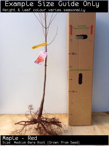 Maple - Red For Sale (Size: Medium Bare Root) (Grown from Seed)