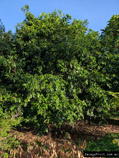 Maprang mature plum mango tree in an orchard in Cairns