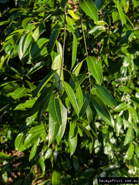 Healthy mature growth of strong Maprang mango tree