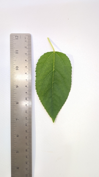 Leaf of the Maqui Berry