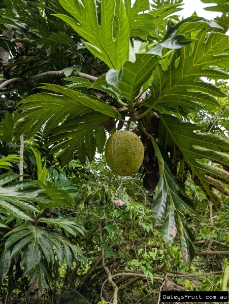 Marang ripening against deep green leaves