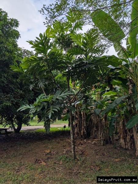 Marang showing large leaves in FNQ