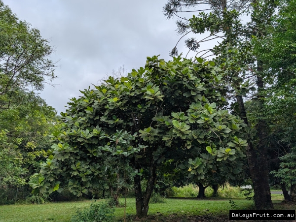 Mature tree form showing dense foliage of Marang