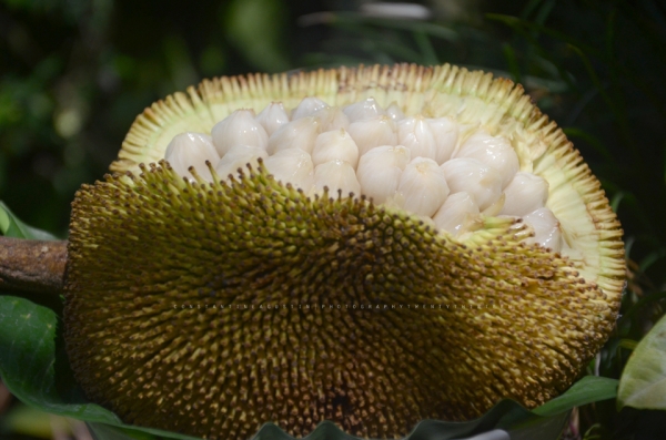 Marang Fruit