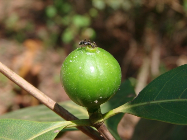 Alibertia edulis Marmelada Fruit on Tree