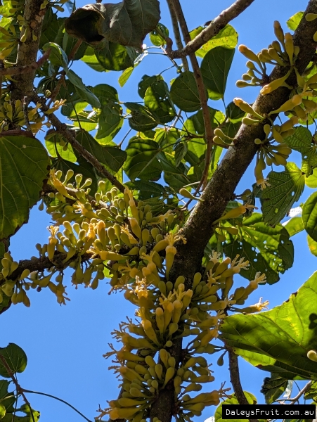Dense Matisia flowers growing thickly on branches
