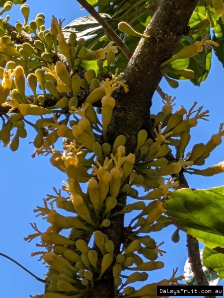 Close up of dense Matisia flowers