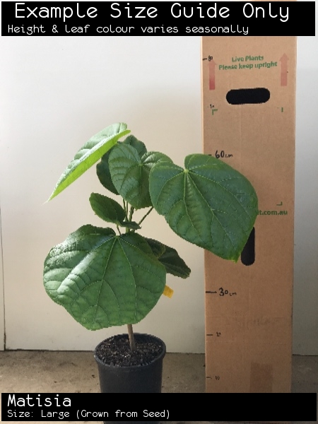 Matisia For Sale (Size: Large) (Grown from Seed)
