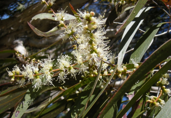 Melaleuca leucadendron flowers, Mount Archer National Park, Rockhampton, Queensland