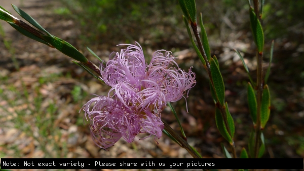 Melaleuca Pink Lace Honey Myrtle