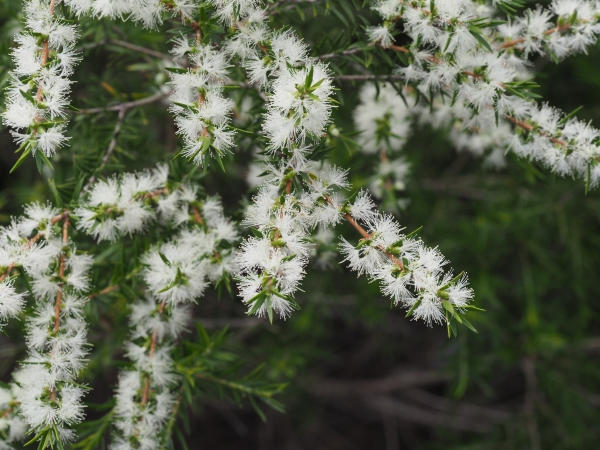 Melaleuca bracteata growing near the Wollomombi River in the Oxley Wild Rivers National Park about 300m upstream from Wollomombi Falls