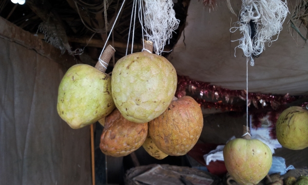 Annona reticulata