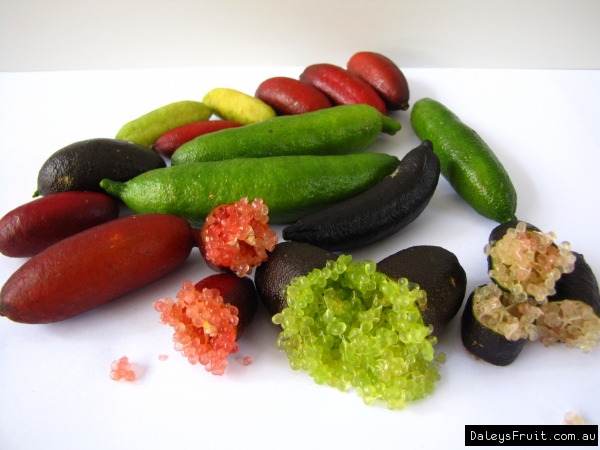 Fingerlime fruits