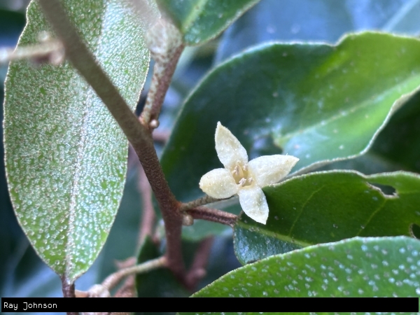 Flower and leaf close up showing silver spotting and 4 petals