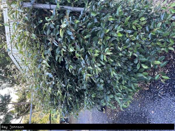 Hedged dense growth form of Millaa Millaa Vine