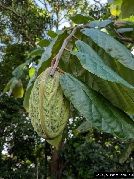 Ripening fruit on Mocambo in FNQ