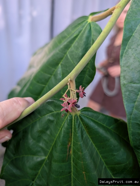 Flower development on branches of Mocambo plant