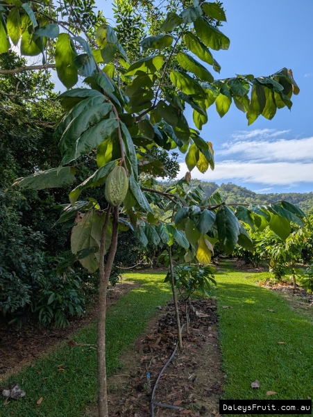 Orchard row of Mocambo plants producing well