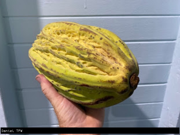 Mocambo pod held in hand against a plain background