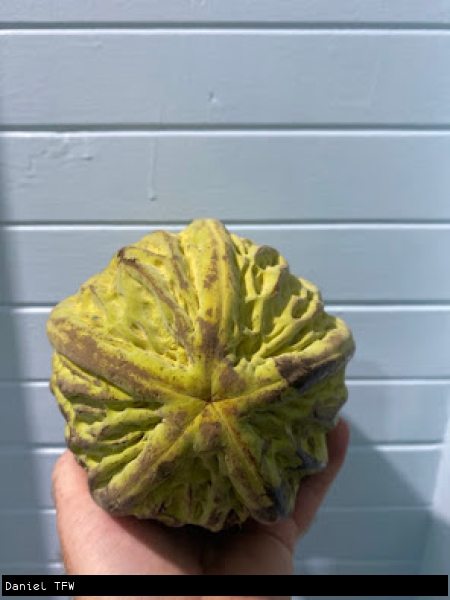 Mocambo pod held in hand against a plain background