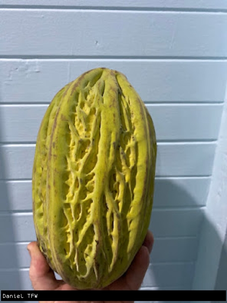 Mocambo pod held in hand against a plain background